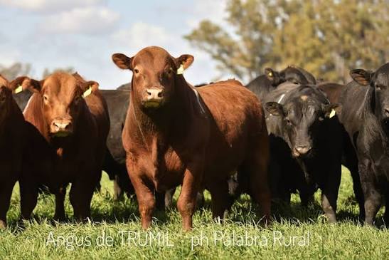 La Reforma celebra 123 años y prepara un Remate de Primavera con casi 100 toros y más de 100 vientres