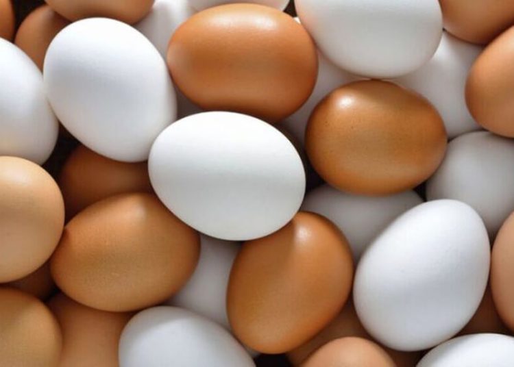 La industria avícola argentina celebra un récord exportador en el marco de la Semana del Huevo