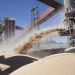 Fuerte impulso del agro: la liquidación de divisas creció un 17% en septiembre y roza los US$22.300 millones en lo que va del año